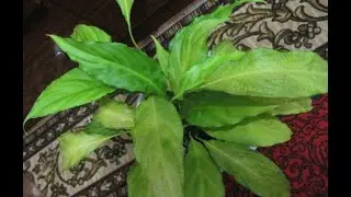 Pale leaves of spathiphyllum: why does the green of the flower 
