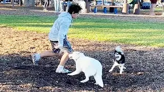 You can't catch the clever Pomsky!