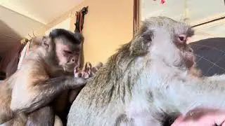 Pet Human With Her Owners Abby Louise and Gunner Boeh ASMR