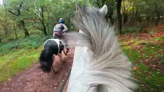 Horse Riding - Hacking through Bedworth Woods