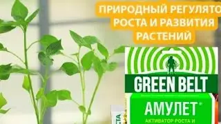 НЕЗАМЕНИМЫЙ ПОМОЩНИК при выращивание рассады.  Мощный стимулятор роста - Амулет с янтарной кислотой!
