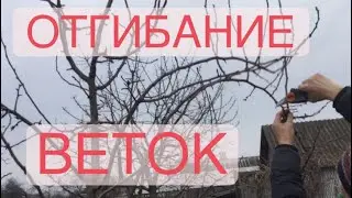 ГРУША ОТГИБАНИЕ ВЕТОК и ОБРЕЗКА ,ФОРМИРОВКА КРОНЫ