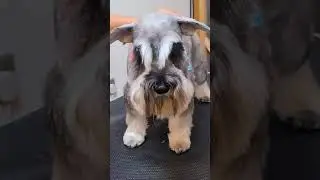 Schnauzer Dog Grooming #shorts
