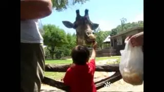 Кхао-Кхео Жирафы, Khao-Kheo zoo - giraffes