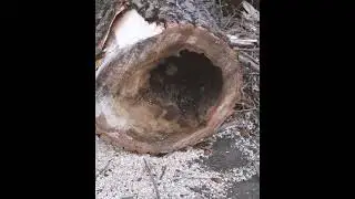 Обрезка деревьев