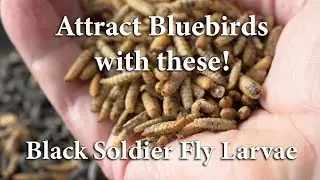 Grub Terra Black Soldier Fly Larvae Attracts Song Birds, Chicken Feed with a Calcium Boost!