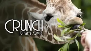 [ASMR] Crunch [Giraffe4A][Meme][Silly][Crunch][No Dialogue]