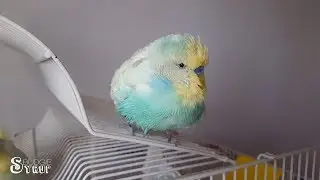 Budgie Bath Time - Syrup the Budgie