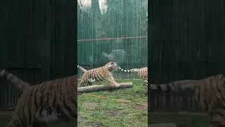 тигры