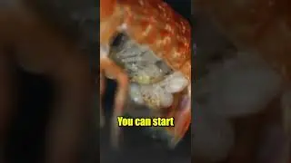 CRUSH the Crawfish