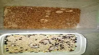 دود القبابي او ver de farine وطريقة تكاثره وكيفية تقديمه للحسون واين نجده