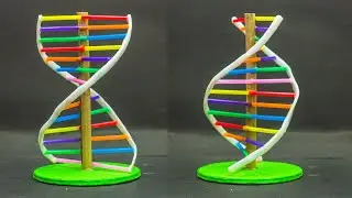 School Science Projects | DNA Model
