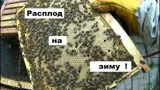 Успешное наращивание пчёл к зиме