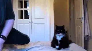 Смешная жизнь кошек
