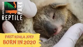 FIRST KOALA OF THE SEASON BORN NAMED ASH! | The Australian Reptile Park