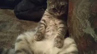 Вальяжный Кот