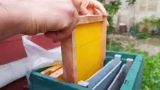 ruşet kovan gelişimi #anaarı#queen #petek #beekeeper