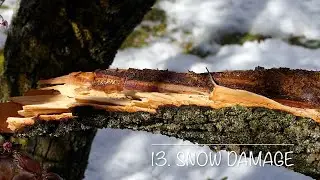 13. Snow Damage