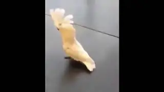 Попугай белый какаду бегает и лает как собака