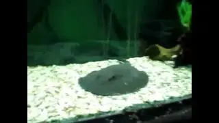 Океанариум в Лазаревском