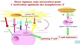 Vaccination partie 05: les adjuvants