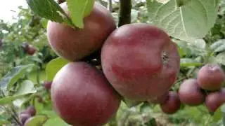 Apple Variety Spartan