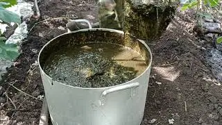 "Простая" подкормка винограда наглядно !
