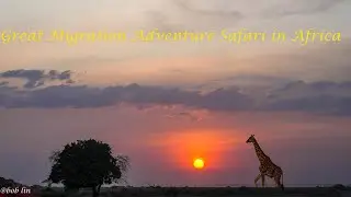Great Migration Adventure Safari in Africa
