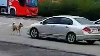 Bossy Gangster Dog Refuses To Let Cars Through His Patch
