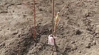 Новые персики в моем саду. Серия нжирных персиков Plane.