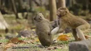 Monkeys in the Forest: A Playful and Vibrant Ecosystem