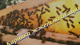 Карника жжет на акации