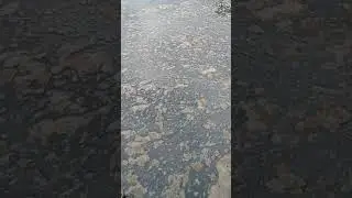 Река цветёт, говно плывёт