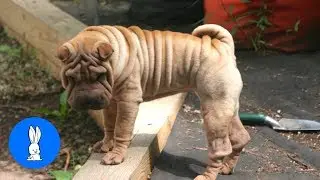 Sharpei Puppy Compilation - TRY NOT TO AWW!