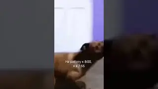 ЖИЗА ЖИЗОВАЯ