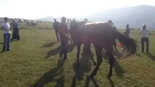 гардаш мехельта