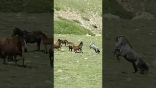 #yılkı #wildhorses #afyonkarahisar #kopuz