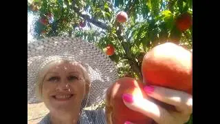 Плантация персиков.Собирай,кто хочет! Аризона , США.