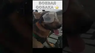 БОЕВАЯ СОБАКА.АРМИЯ РОССИИ. СВО 🇷🇺 