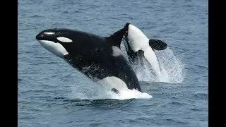 Ataque Animal: Orcas (Dublado Completo)