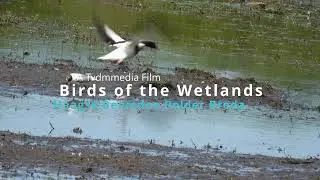 Birds of the Wetlands
