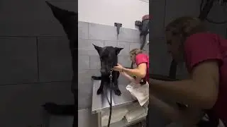 Carlo getting blow dried #k9protection #dogtraining #workingk9