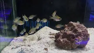 Apogon leptacanthus
