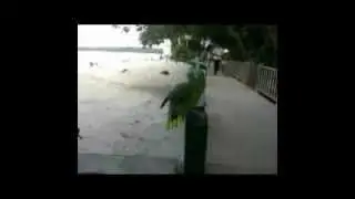 попугай ржет как человек / parrot laughs