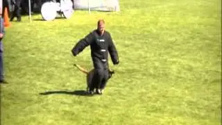 Rico Meijer - KNPV Malinois
