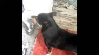 Собачка футболист и собачка гей!!!