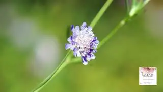 Mozart : Ave verum corpus K.618 / Izumi Tateno