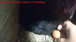 Цыплята из инкубатора под  курицей.