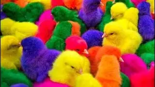 Catch Cute Chicken, Colored Chicken, Rainbow Chicken, Cute Chick, Duck, Rabbit #
