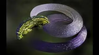 Nikon Macro Photo Contest 2017 Slideshow